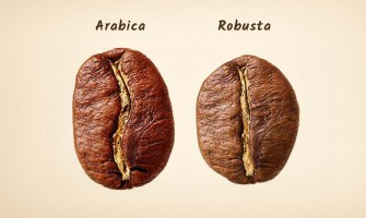 Arabica & Robusta. Hangisini Seçmeli?