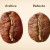 Arabica & Robusta. Hangisini Seçmeli?
